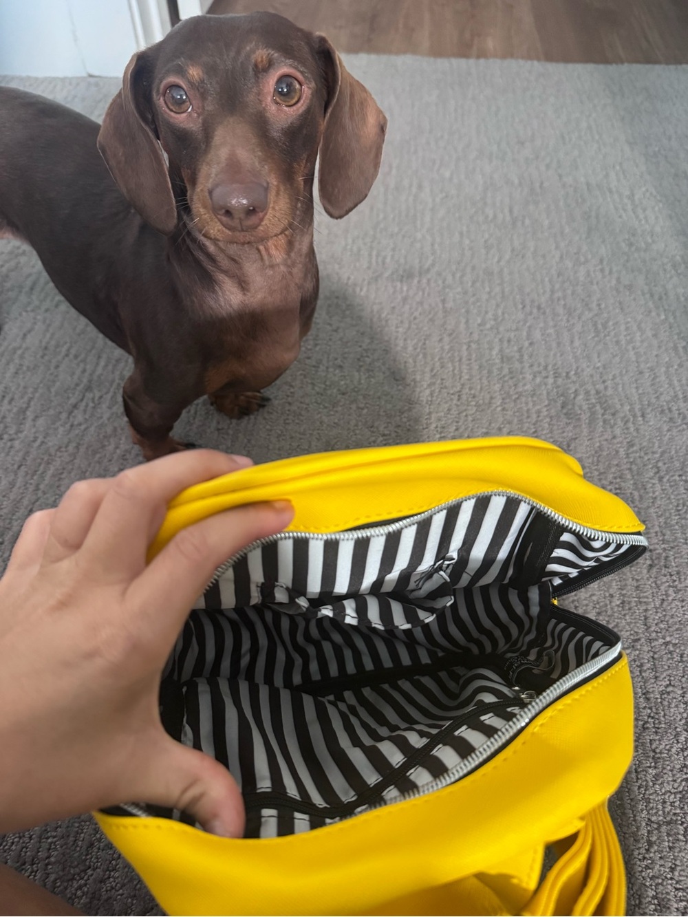 Yellow Pet Travel Organizer Bag for Dogs - Unbranded